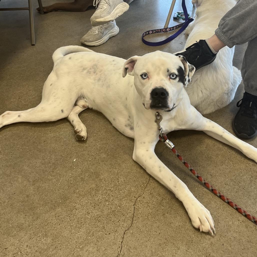 Cain, Adoptable, Adult Male American Bulldog.