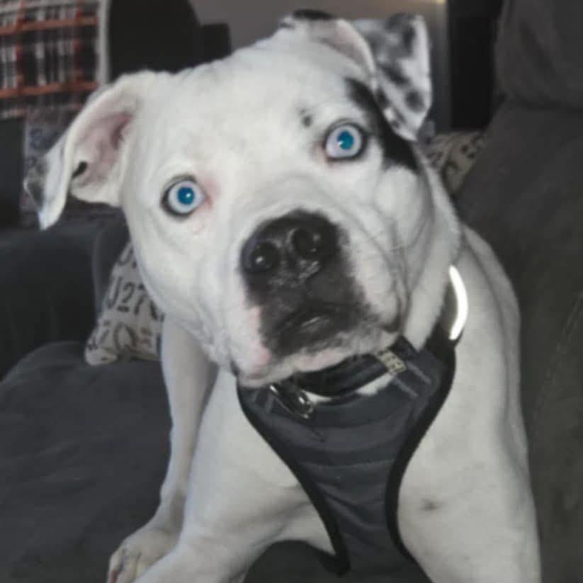 Cain, Adoptable, Adult Male American Bulldog.