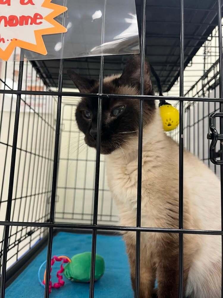 Enlarge Mia XXII, a Adoptable mixed breed in Muskegon, MI image 1/1