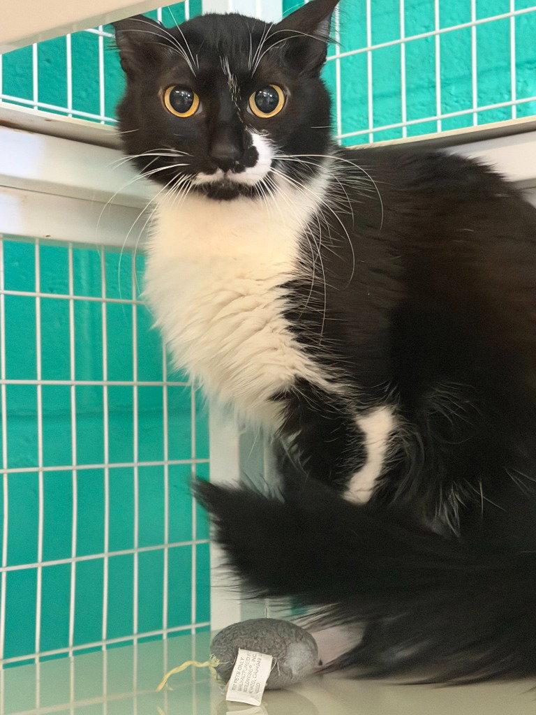 Bora, a Adoptable Domestic Medium Hair in St. Helens, OR image 1/2