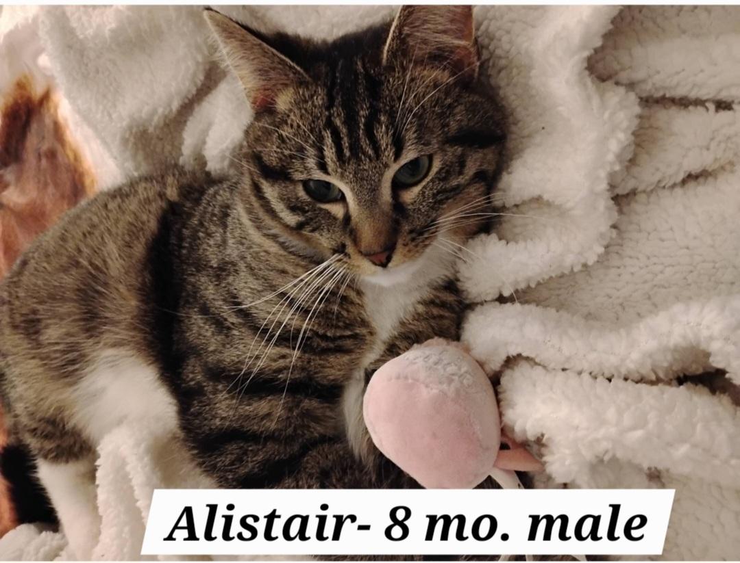 Alistair- scroll - read typed bio, Adoptable, Young Male Tabby.