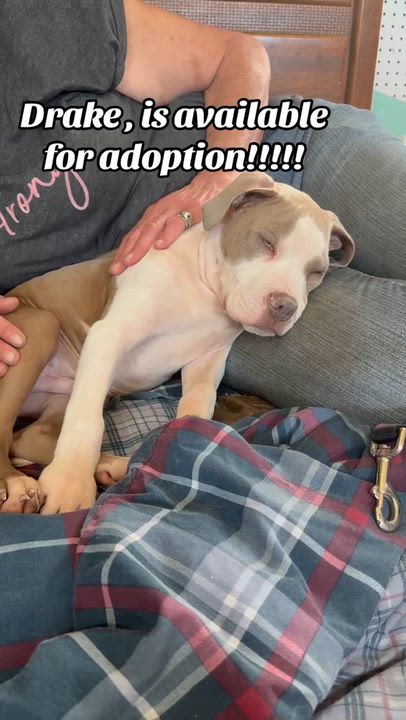 Enlarge Dr. Pepper, a other mixed breed in Schenectady, NY video 2/2