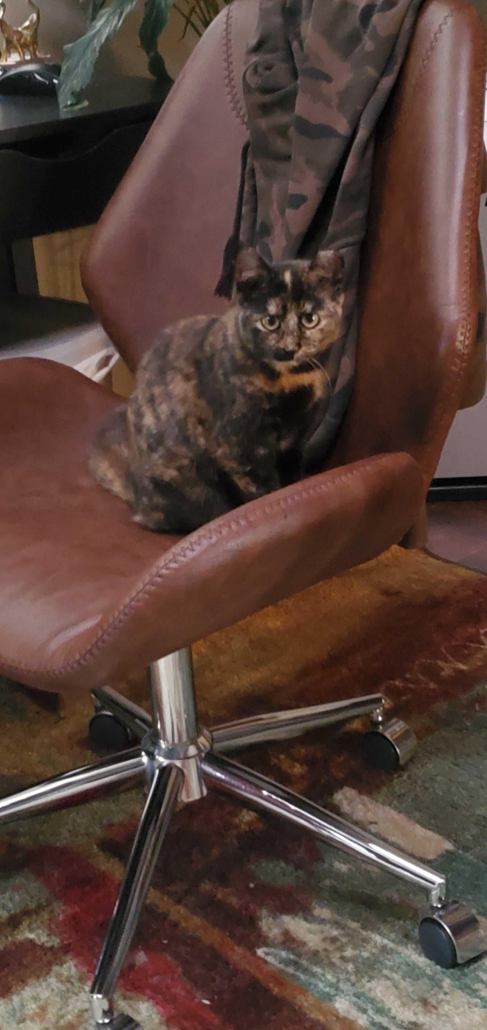 Enlarge Volt (Bonded to Ohm), a ADOPTABLE Domestic Short Hair in Long Island City, NY image 4/5