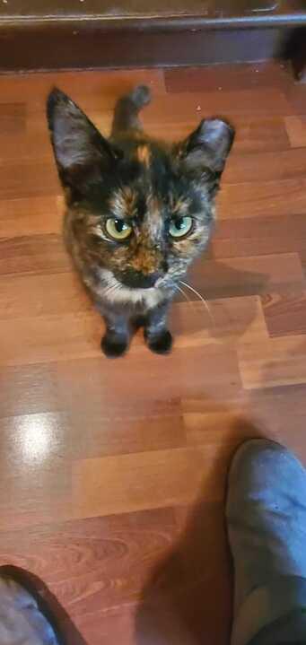 Enlarge Volt (Bonded to Ohm), a ADOPTABLE Domestic Short Hair in Long Island City, NY image 3/5