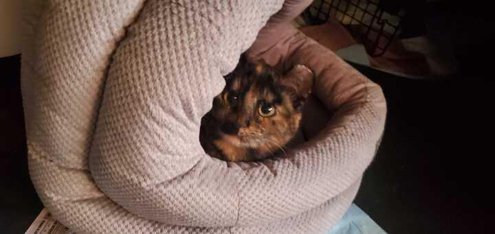 Enlarge Volt (Bonded to Ohm), a ADOPTABLE Domestic Short Hair in Long Island City, NY image 2/5