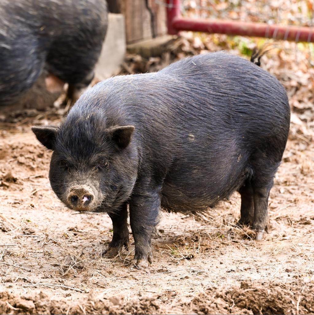 Girlie, Adoptable, Adult Female Pig.
