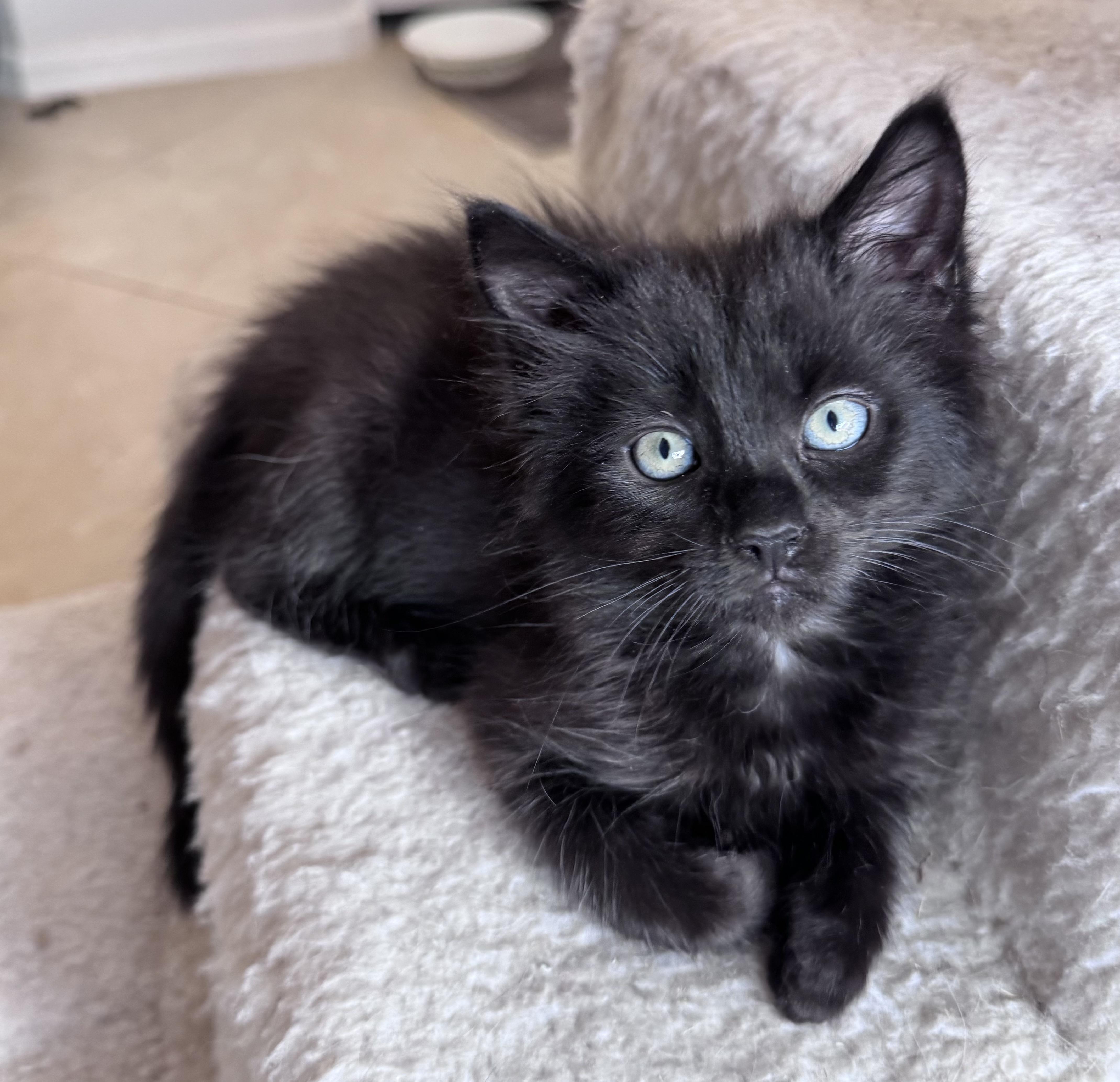 Enlarge Jordan, a Adoptable Domestic Medium Hair in Oracle, AZ image 1/1