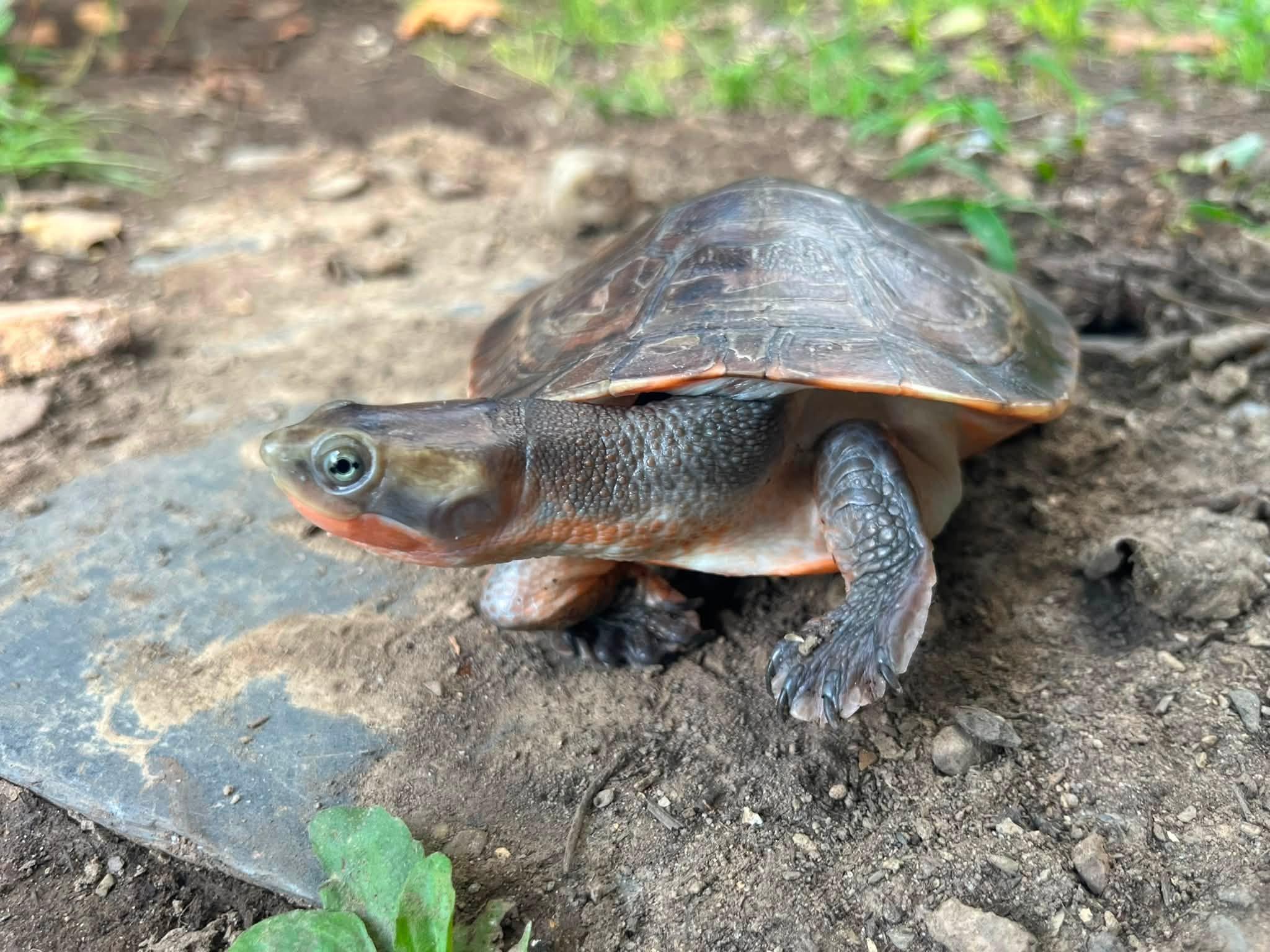 Enlarge Bean, a Adoptable Turtle in Palmerton, PA image 3/4
