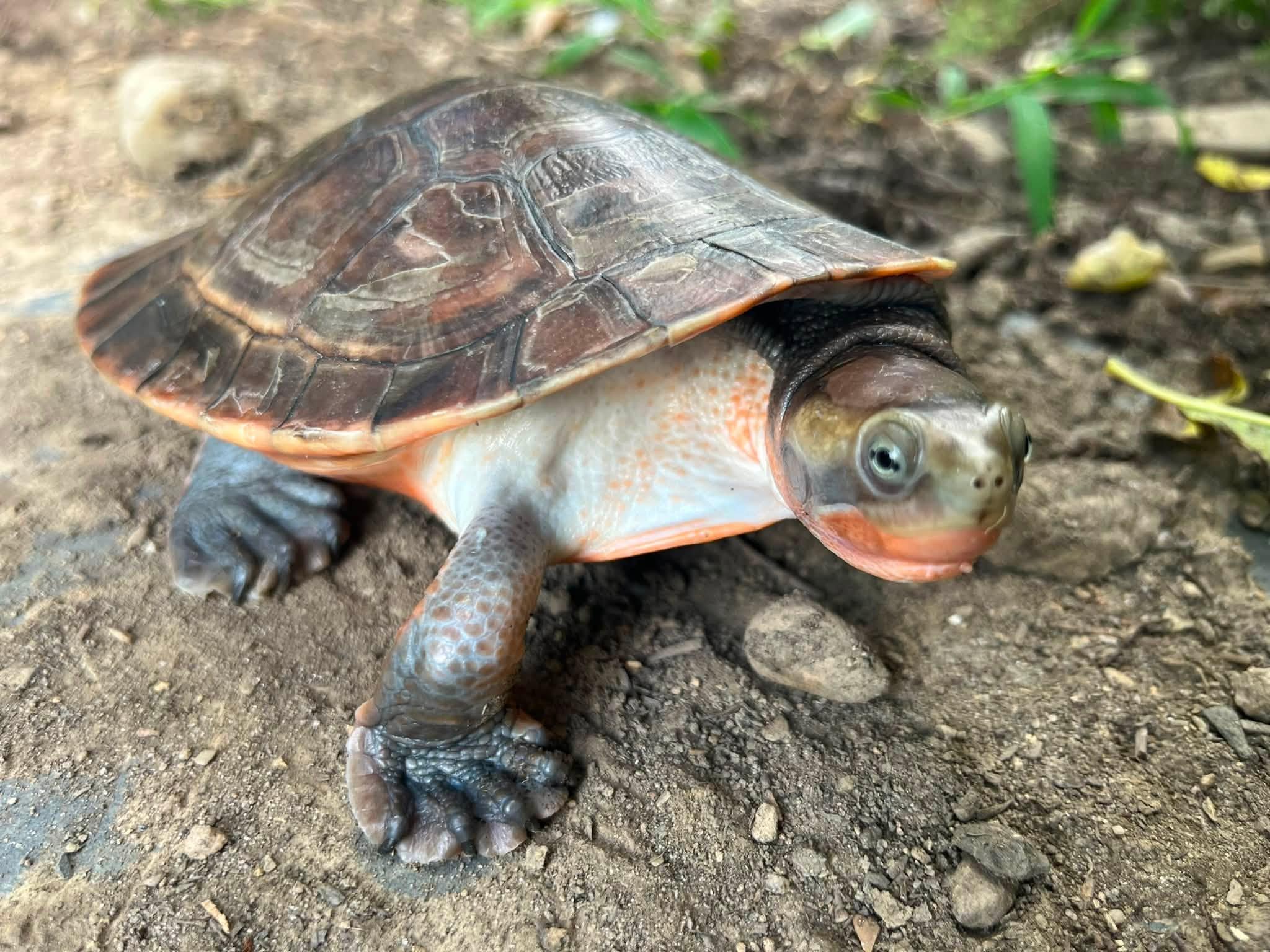 Enlarge Bean, a Adoptable Turtle in Palmerton, PA image 2/4