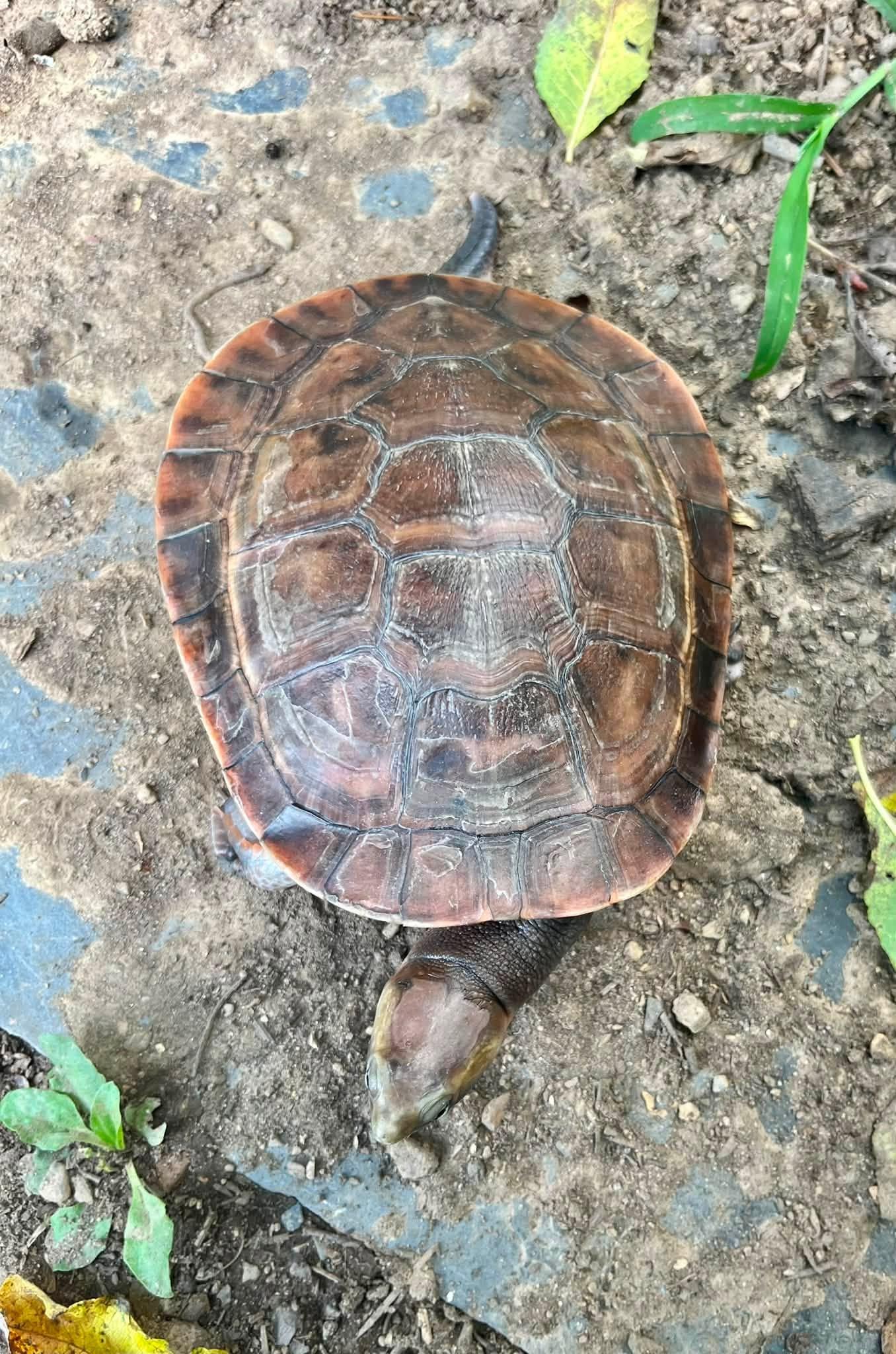 Enlarge Bean, a Adoptable Turtle in Palmerton, PA image 4/4