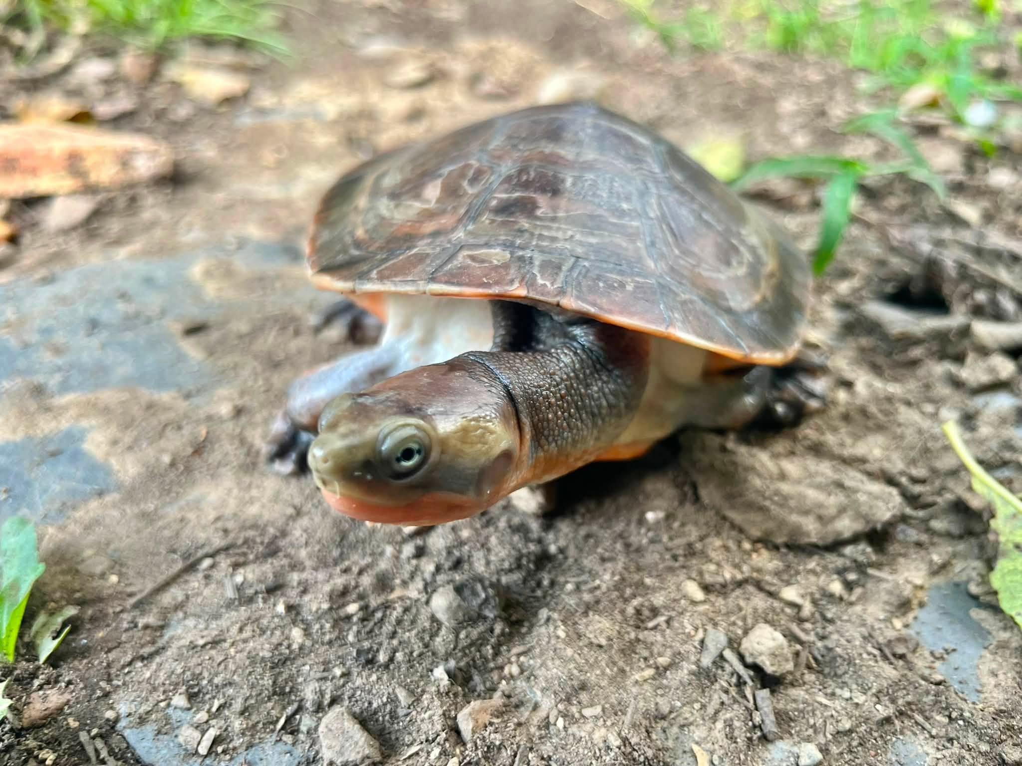Bean, Adoptable, Young Male Turtle.