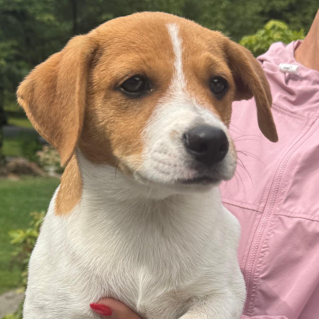 NY Mutt Avail Sep 13 (Kent Community Day)