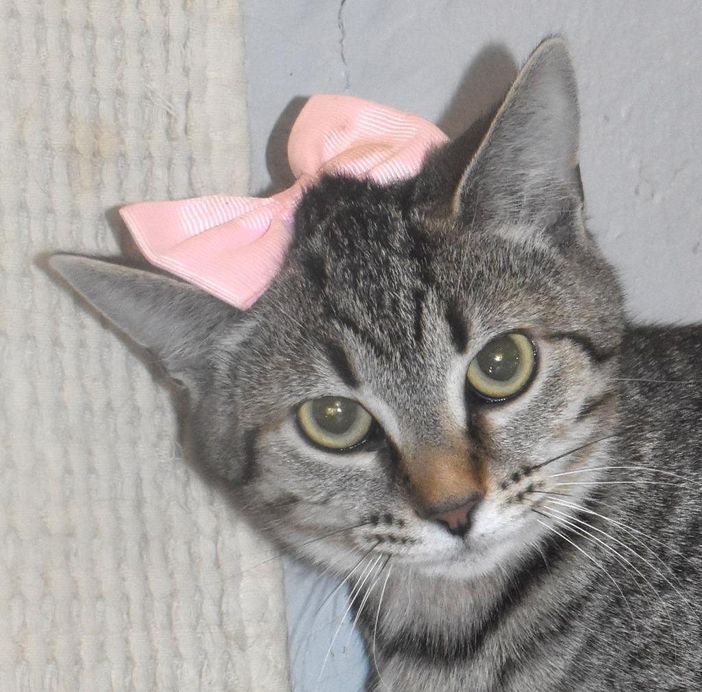 Locklyn, Adoptable, Kitten Female Domestic Short Hair.