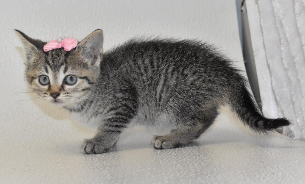 Enlarge Locklyn, a Adoptable mixed breed in Springfield, OH image 2/5