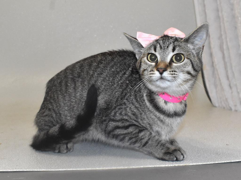 Enlarge Locklyn, a Adoptable mixed breed in Springfield, OH image 3/5