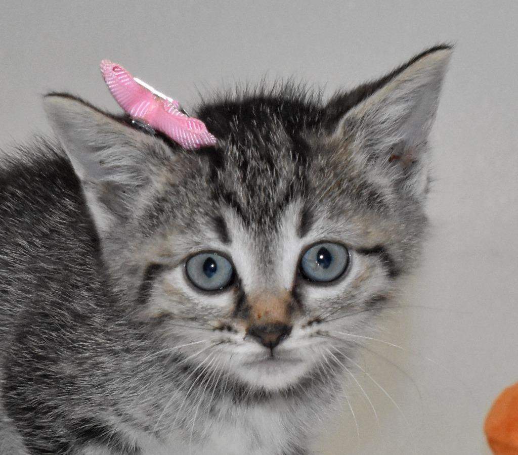 Enlarge Locklyn, a Adoptable mixed breed in Springfield, OH image 4/5