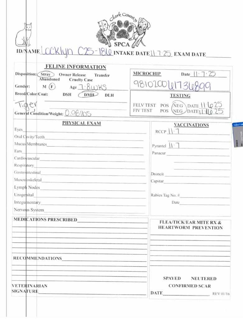 Enlarge Locklyn, a Adoptable mixed breed in Springfield, OH image 5/5