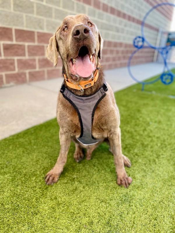 Moises, Adoptable, Senior Male Chesapeake Bay Retriever.