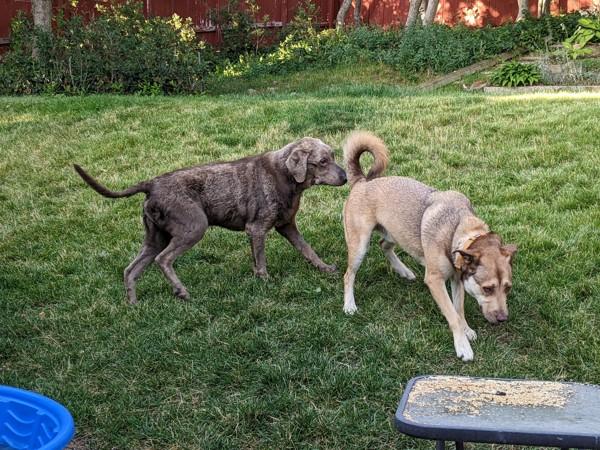 Enlarge Moises, a Adoptable mixed breed in Salt Lake City, UT image 2/6