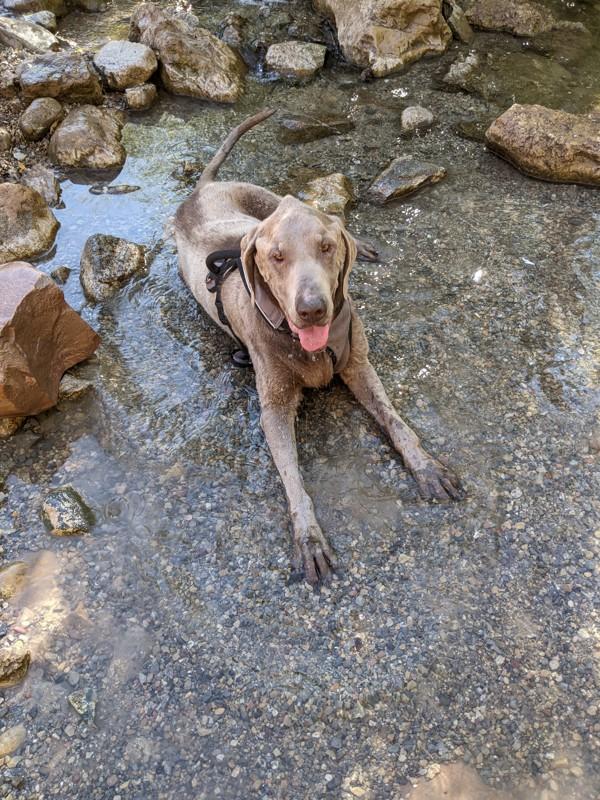 Enlarge Moises, a Adoptable mixed breed in Salt Lake City, UT image 3/6