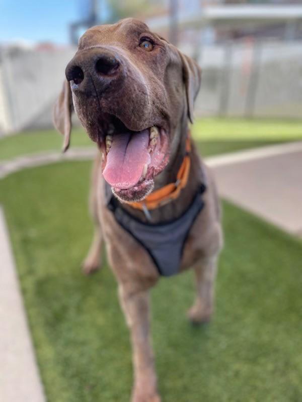 Enlarge Moises, a Adoptable mixed breed in Salt Lake City, UT image 4/6