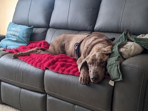 Enlarge Moises, a Adoptable mixed breed in Salt Lake City, UT image 6/6