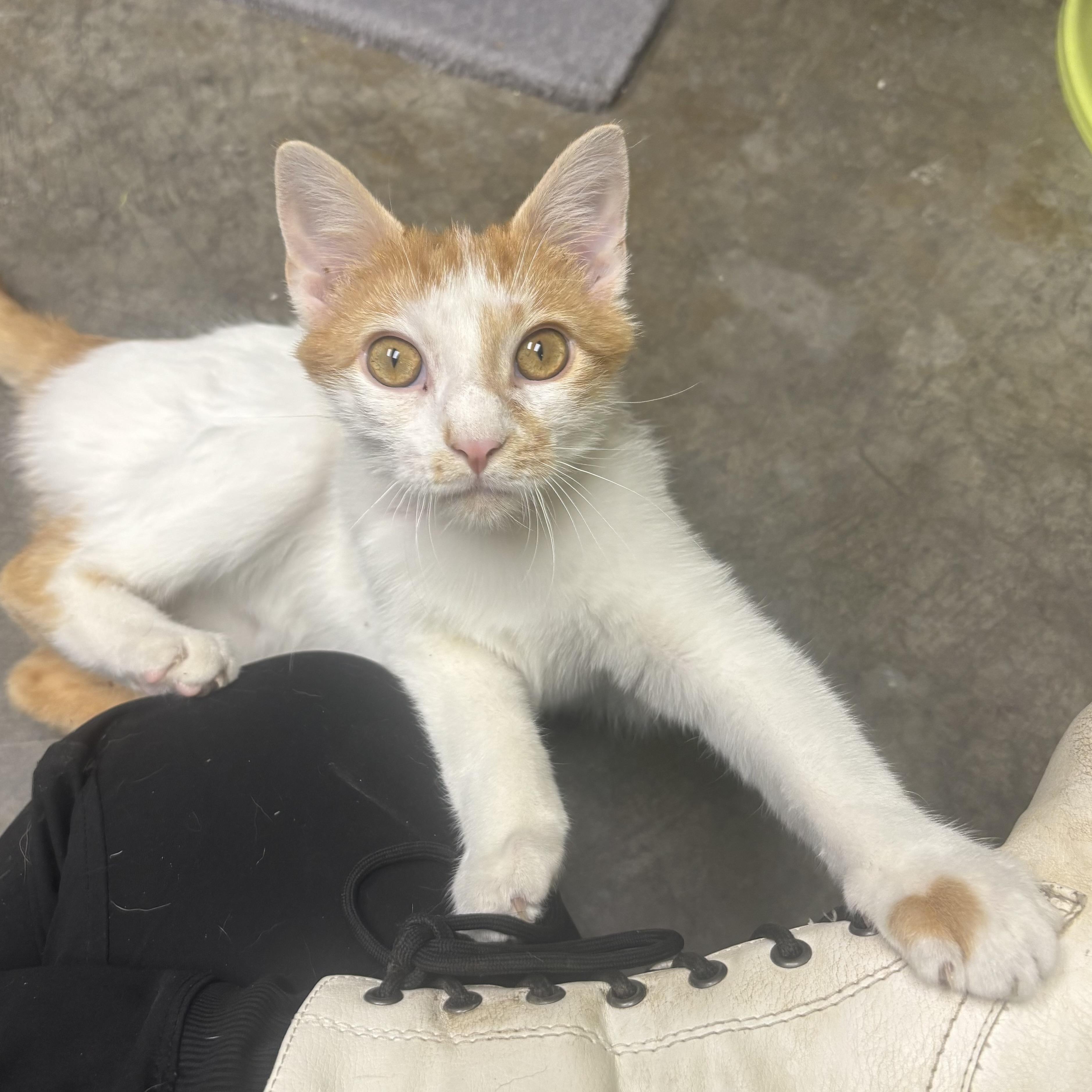 Enlarge Monte, an adopted Domestic Short Hair in Waynesburg, PA image 5/6