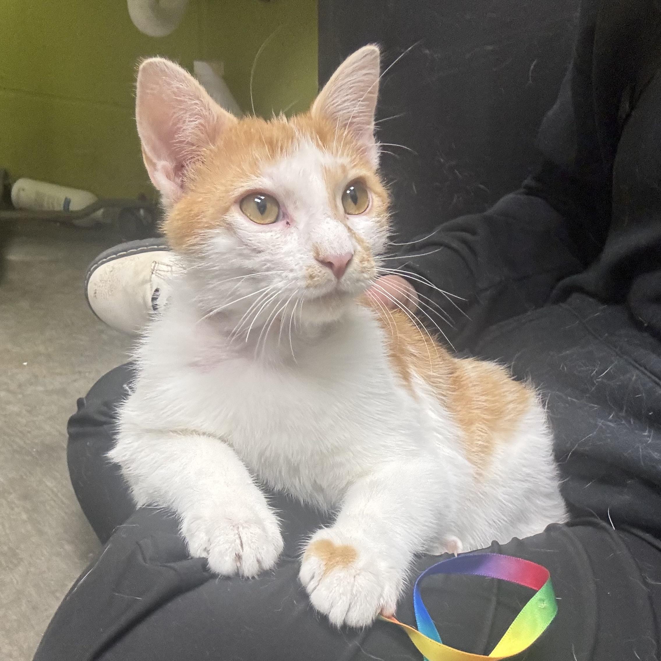 Enlarge Monte, an adopted Domestic Short Hair in Waynesburg, PA image 4/6