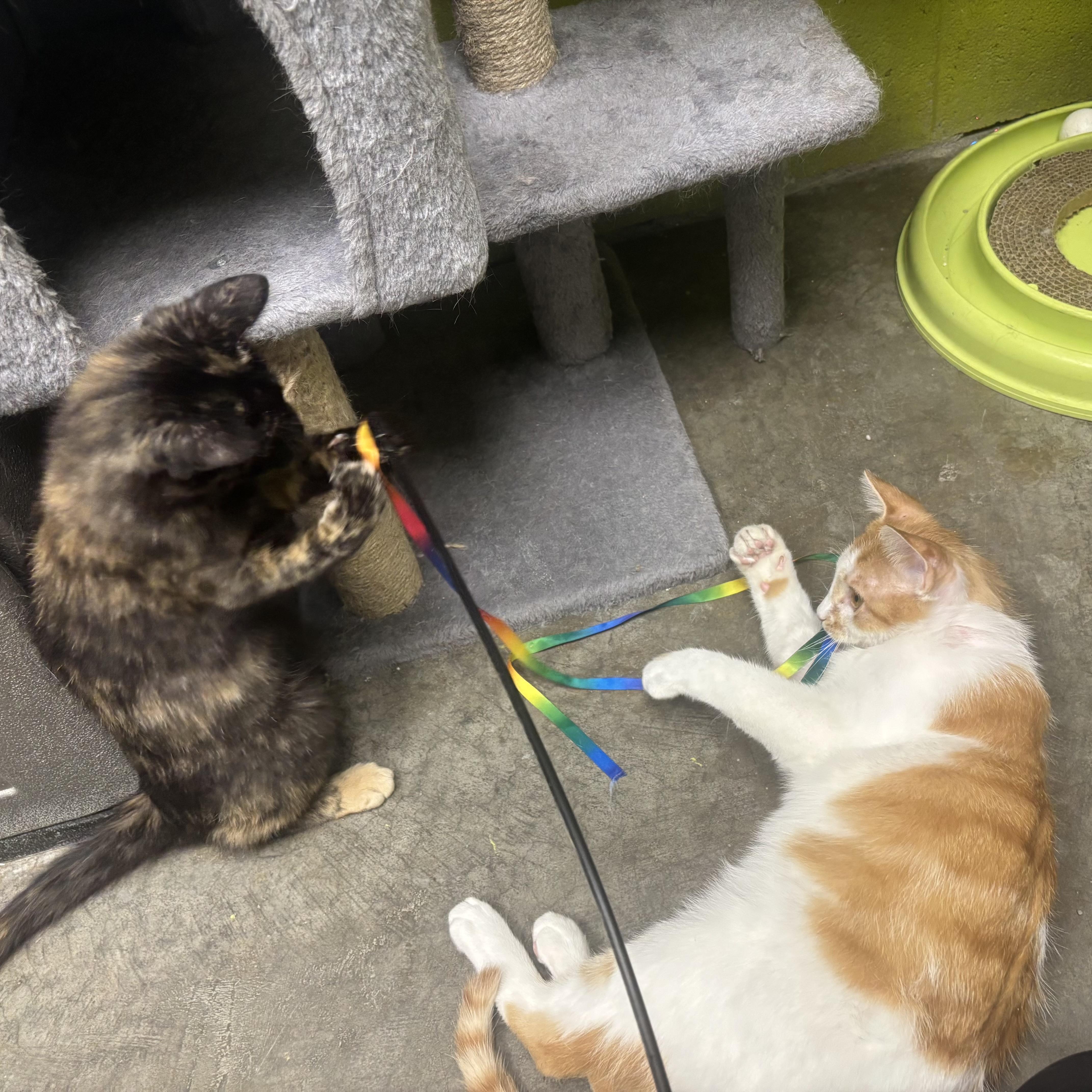 Enlarge Monte, an adopted Domestic Short Hair in Waynesburg, PA image 3/6