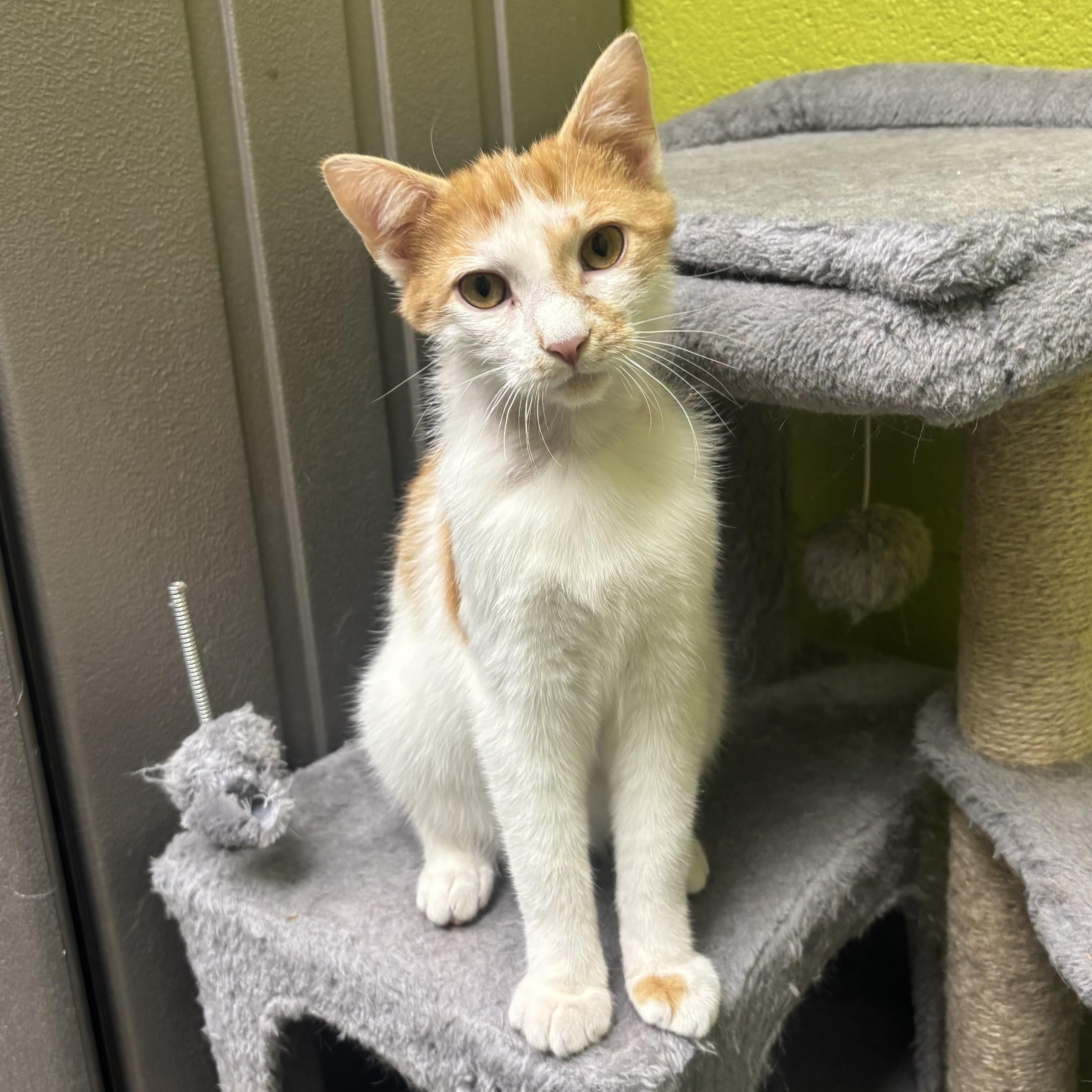 Enlarge Monte, an adopted Domestic Short Hair in Waynesburg, PA image 6/6