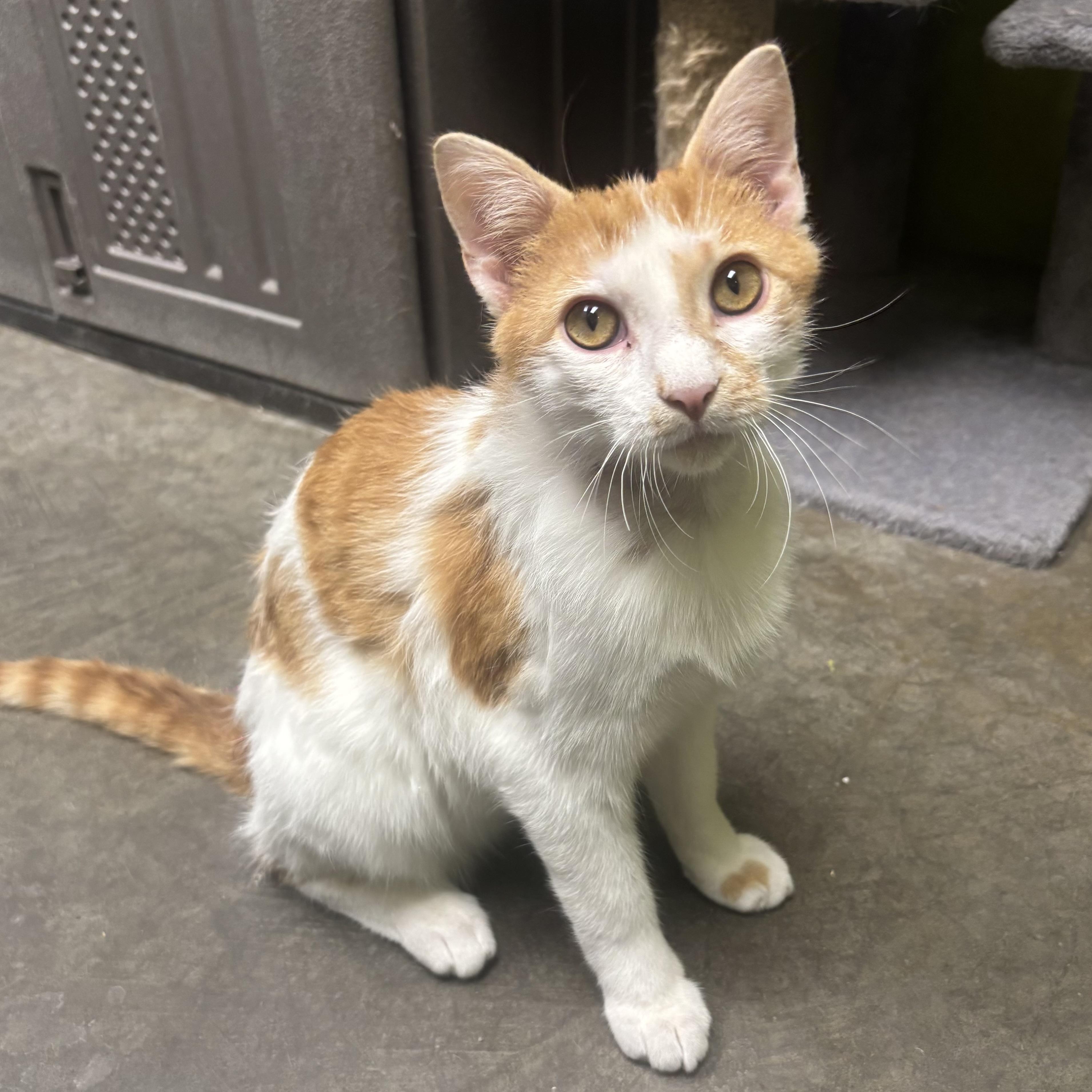 Enlarge Monte, an adopted Domestic Short Hair in Waynesburg, PA image 1/6