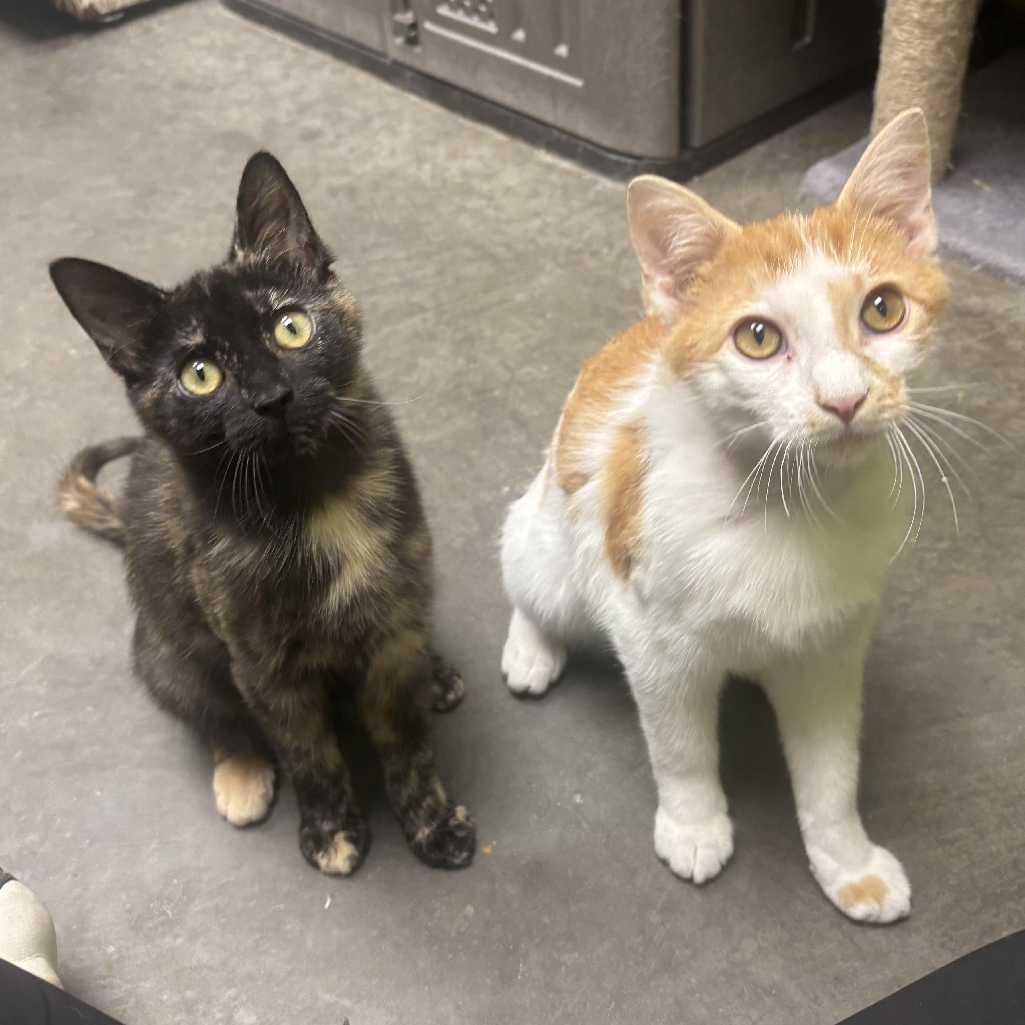 Enlarge Monte, an adopted Domestic Short Hair in Waynesburg, PA image 2/6