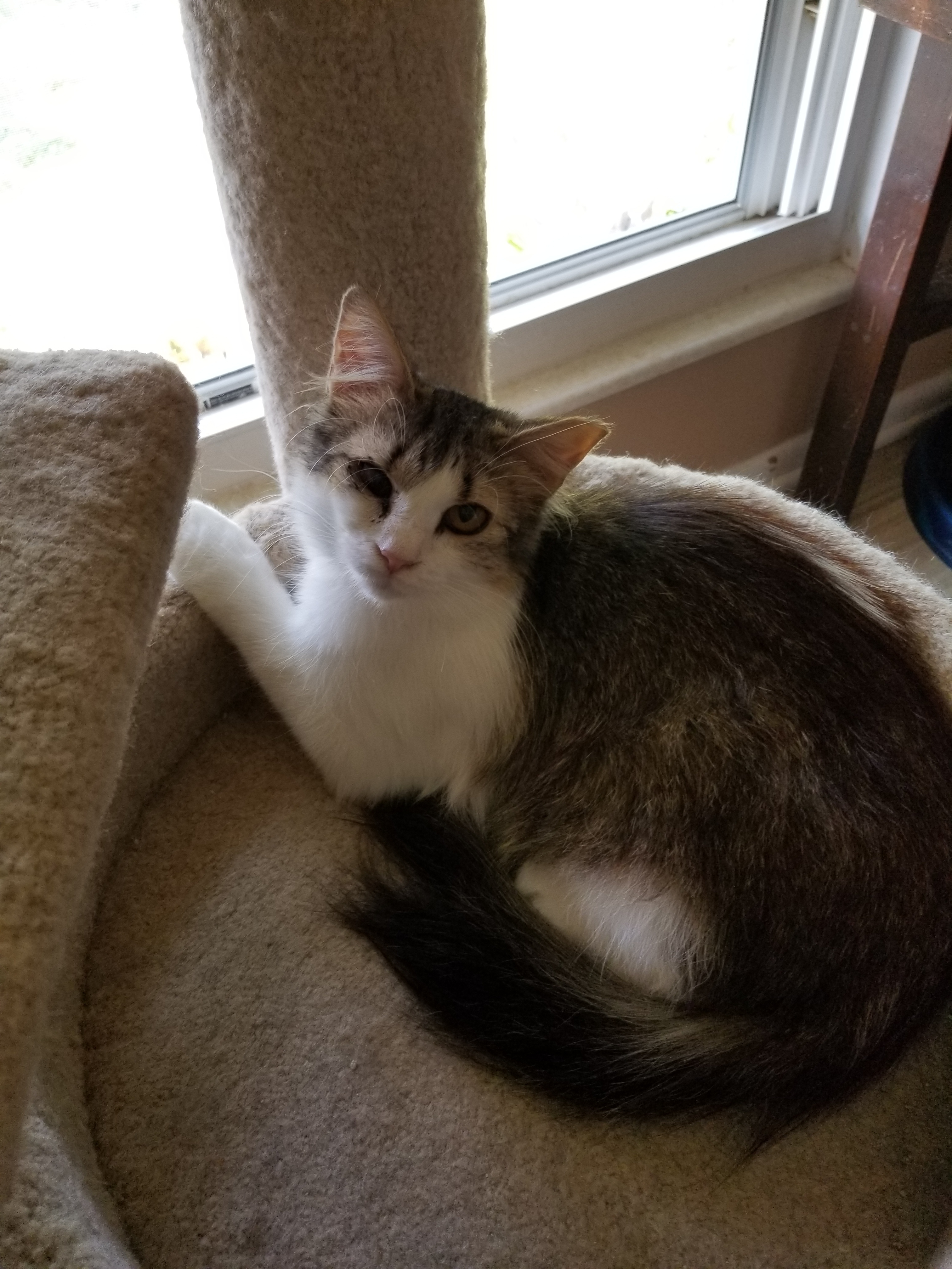 Diamond, a Adoptable Domestic Short Hair in Vine Grove, KY image 1/4