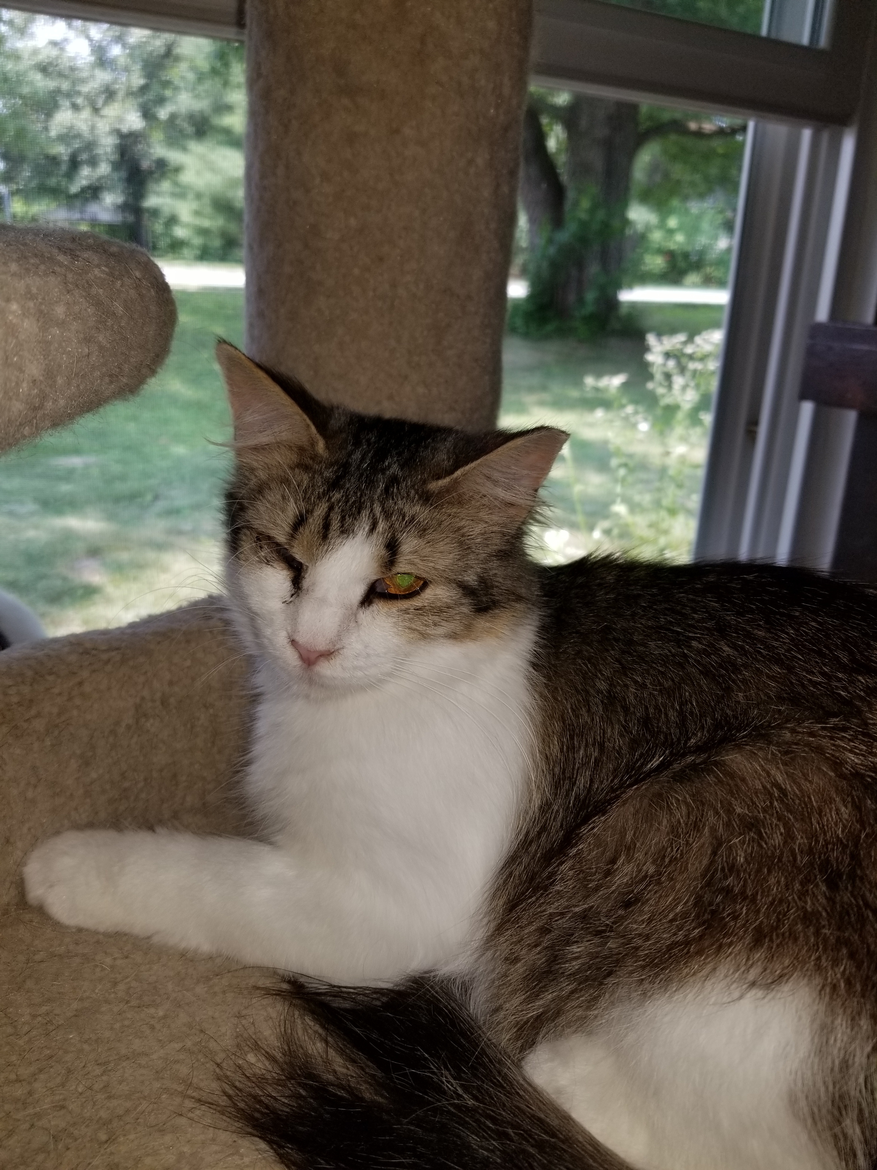 Diamond, a Adoptable Domestic Short Hair in Vine Grove, KY image 2/4