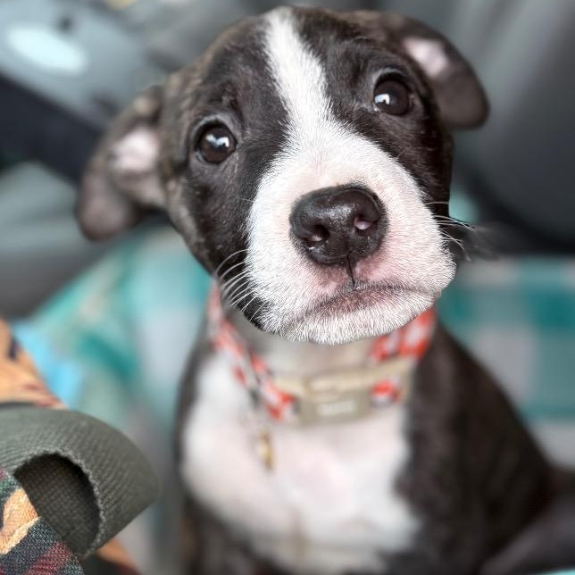 Bayou, an adopted mixed breed in Prince Frederick, MD image 1/2