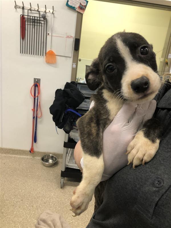 Bayou, an adopted mixed breed in Prince Frederick, MD image 2/2