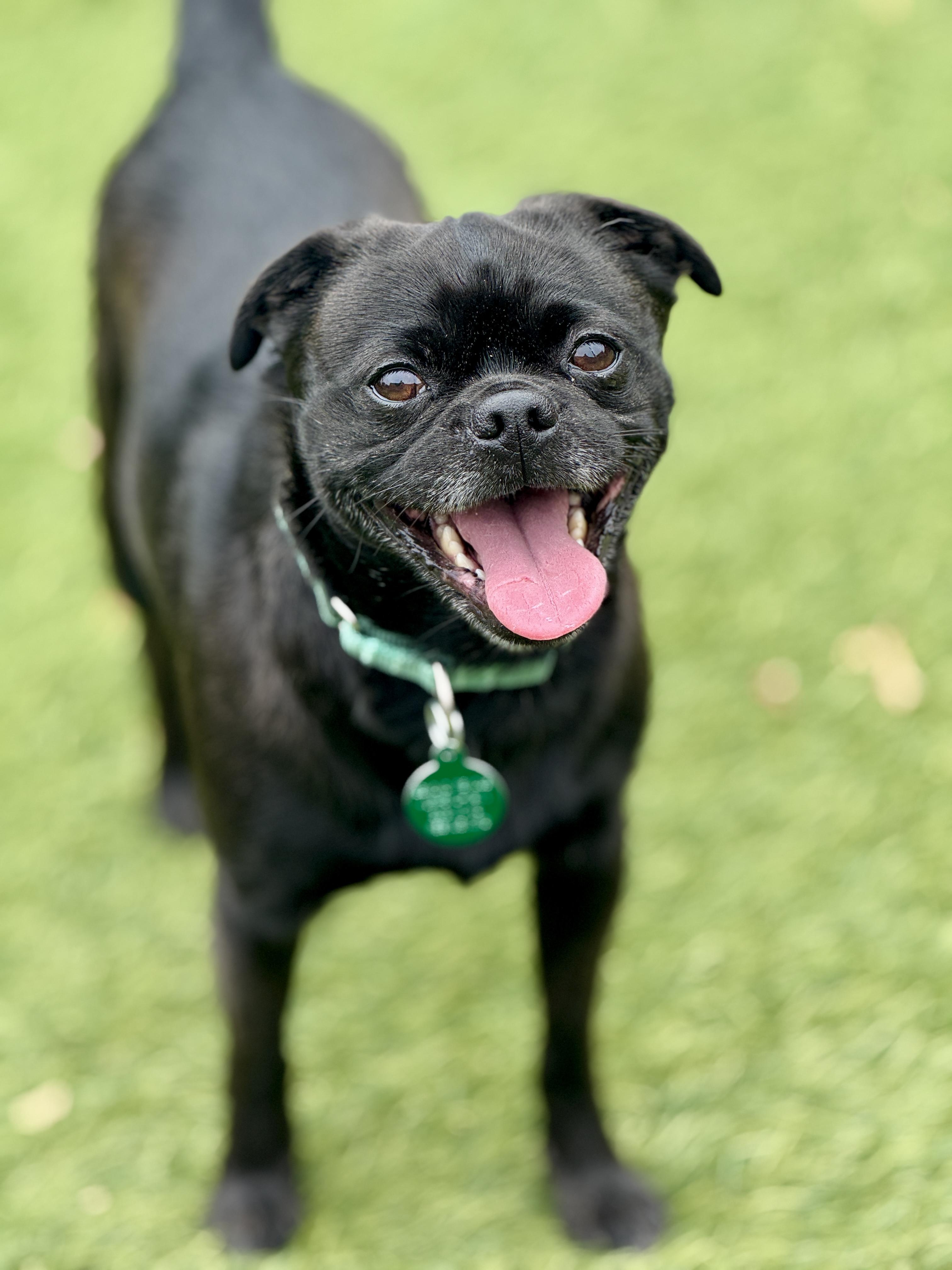 Brunello Pug Dog