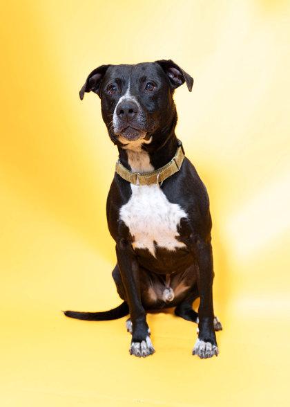 Enlarge Sammy, a Adoptable Mixed Breed in North Miami Beach, FL image 1/3