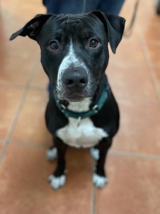 Enlarge Sammy, a Adoptable Mixed Breed in North Miami Beach, FL image 2/3