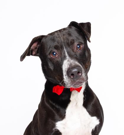 Enlarge Sammy, a Adoptable Mixed Breed in North Miami Beach, FL image 3/3