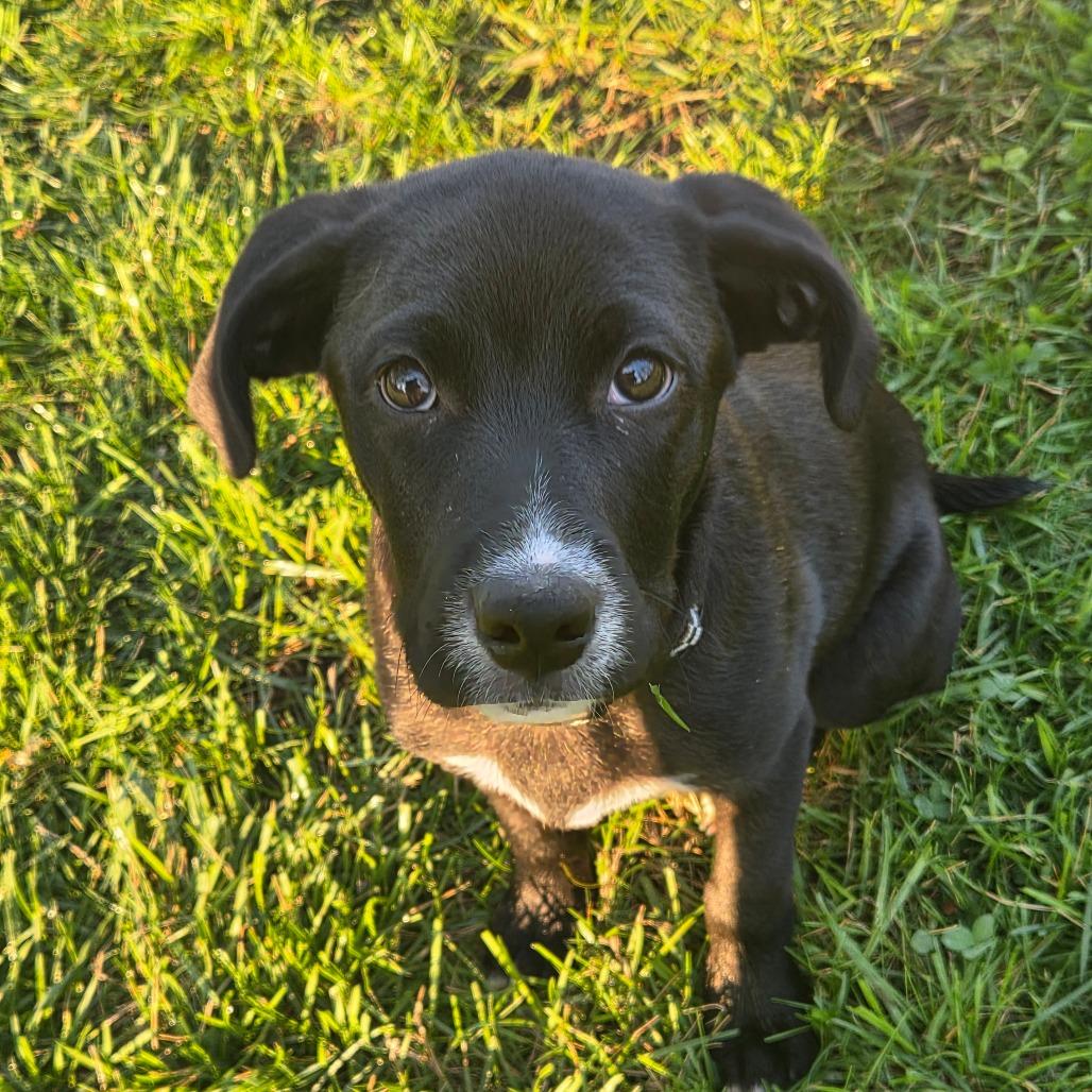 Enlarge Benny, a Adoptable mixed breed in Peculiar, MO image 1/6