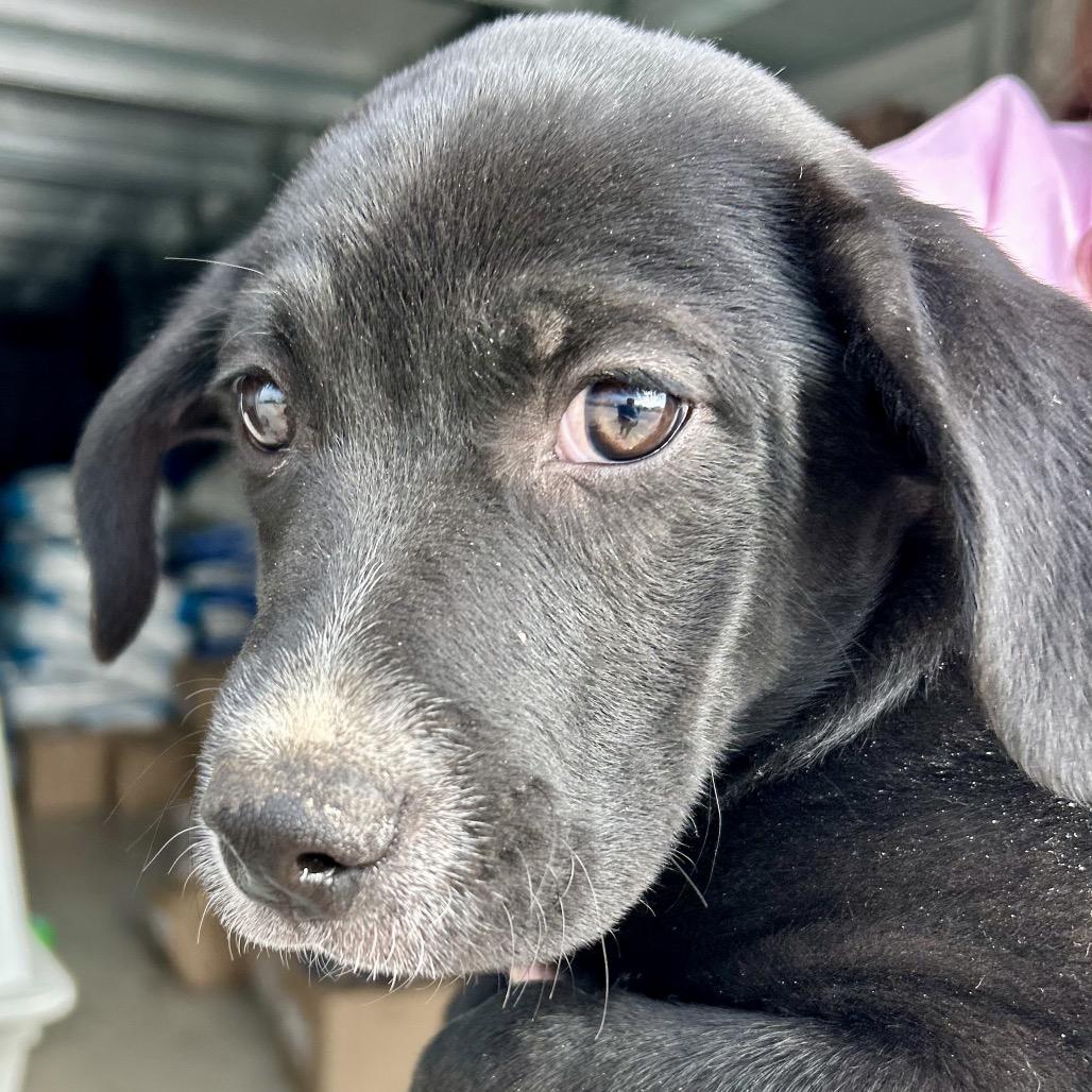Enlarge Benny, a Adoptable mixed breed in Peculiar, MO image 2/6