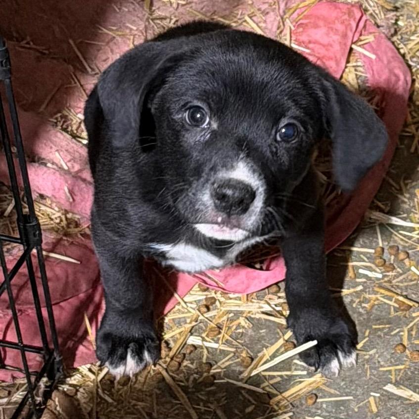 Enlarge Benny, a Adoptable mixed breed in Peculiar, MO image 3/6