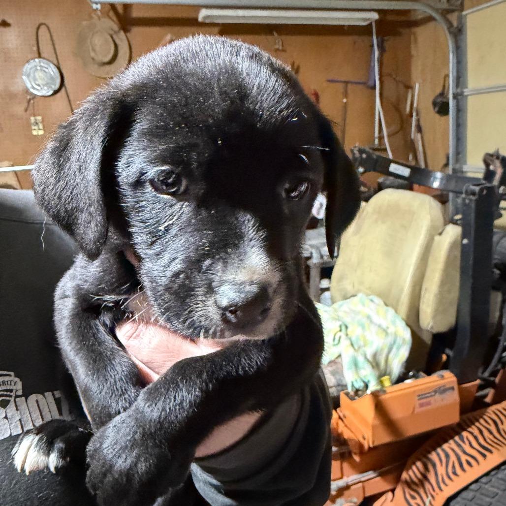 Enlarge Benny, a Adoptable mixed breed in Peculiar, MO image 4/6