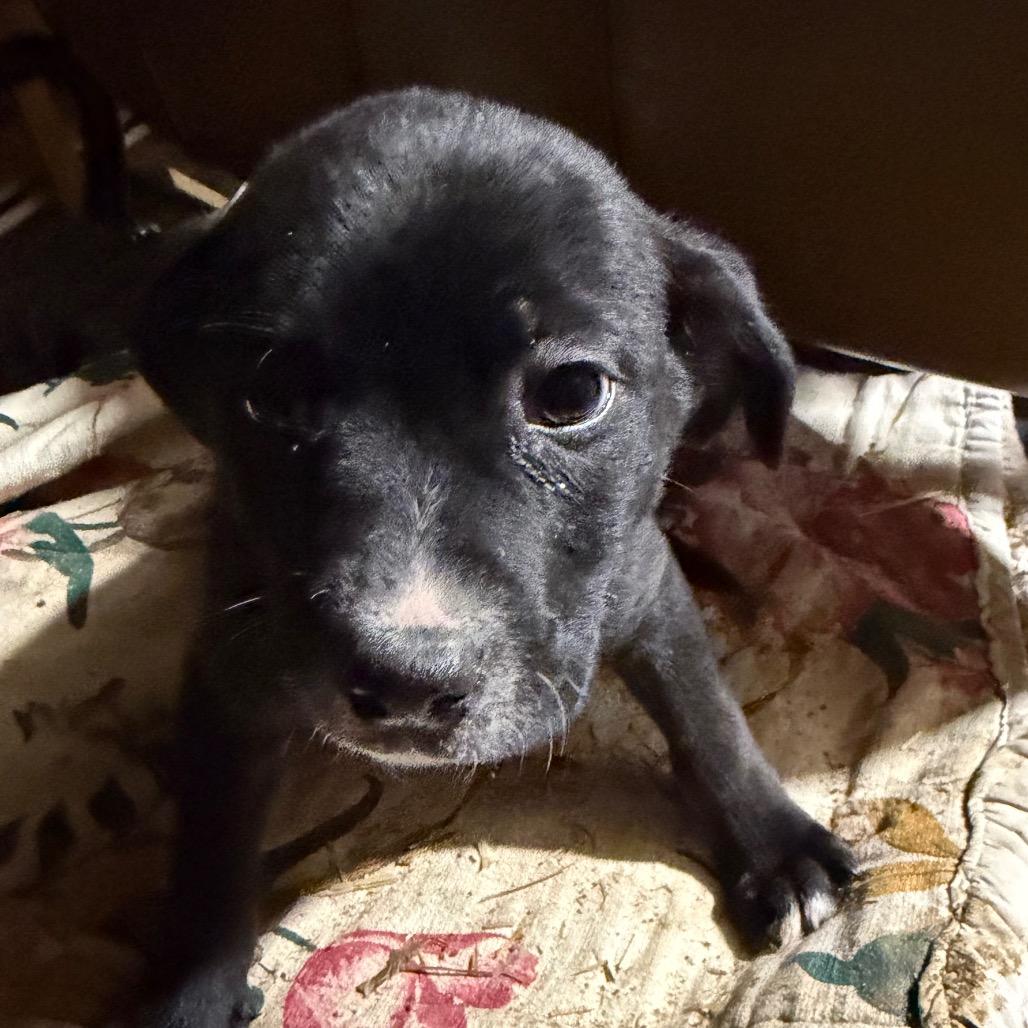 Enlarge Benny, a Adoptable mixed breed in Peculiar, MO image 5/6