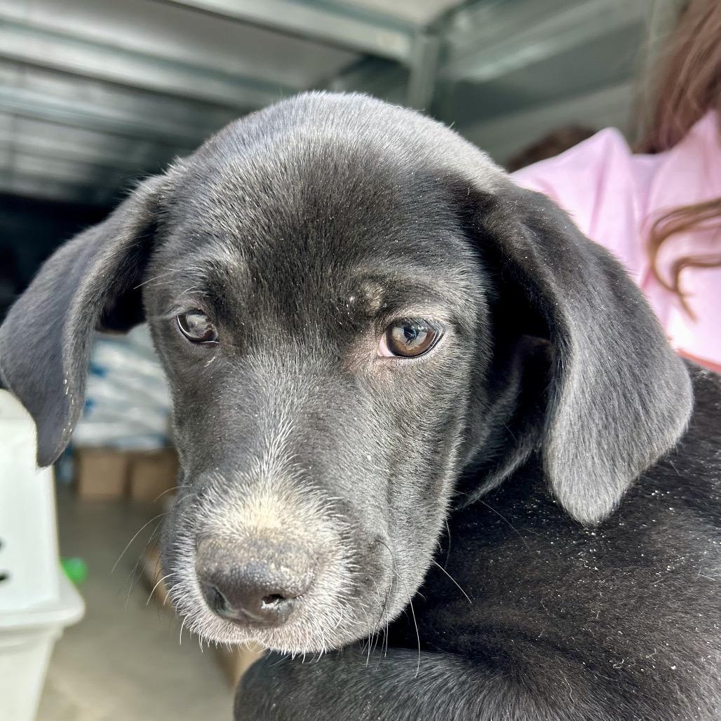 Enlarge Benny, a Adoptable mixed breed in Peculiar, MO image 6/6
