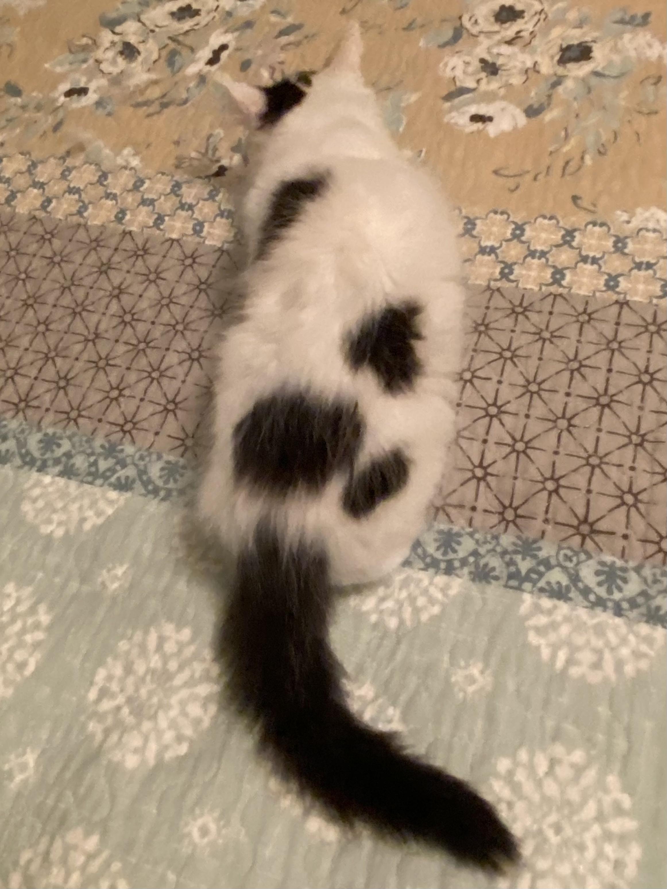 Dottie, Adoptable, Kitten Female Domestic Medium Hair.