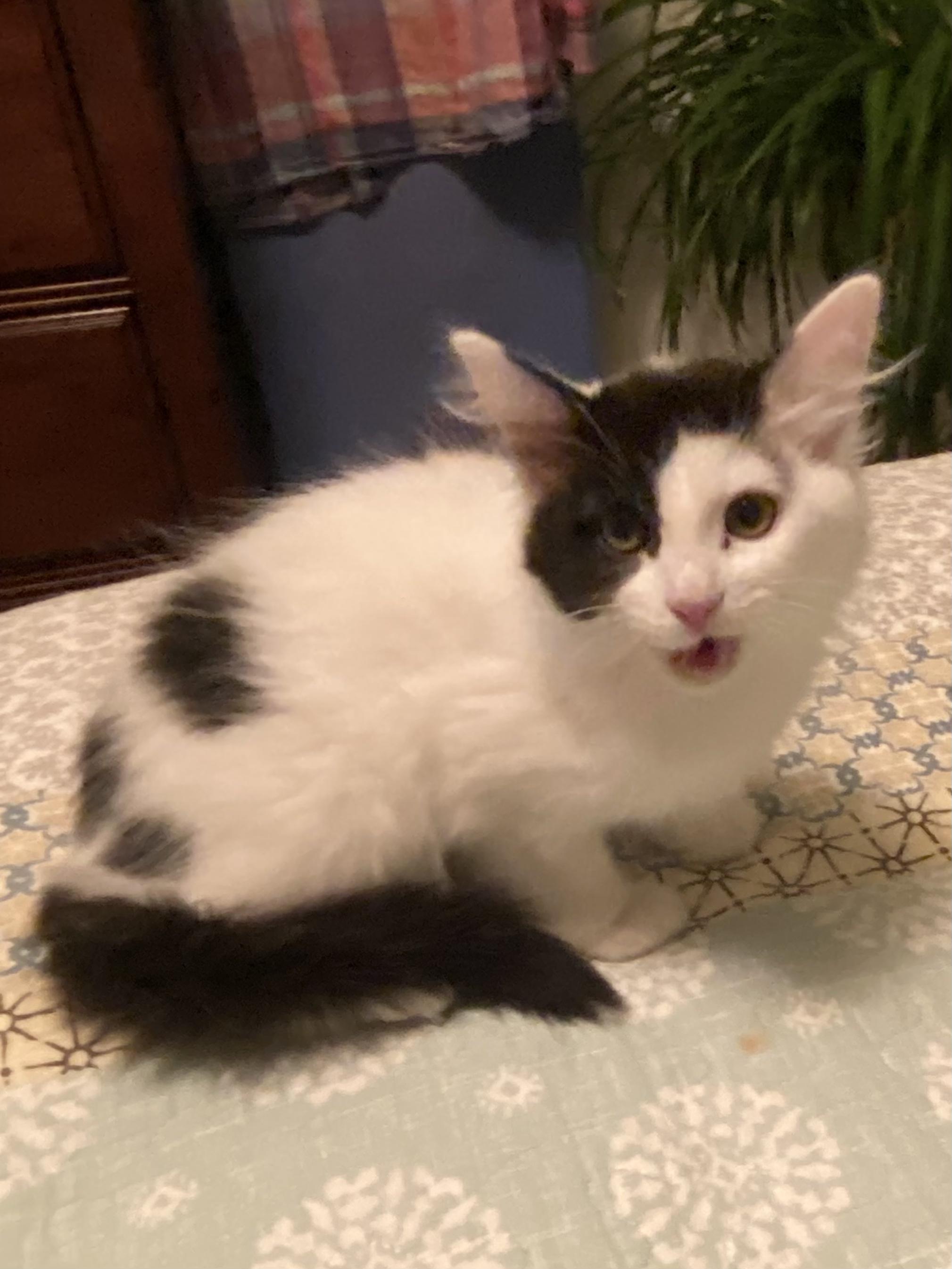 Enlarge Dottie, a Adoptable Domestic Medium Hair in Greenwood, IN image 2/3