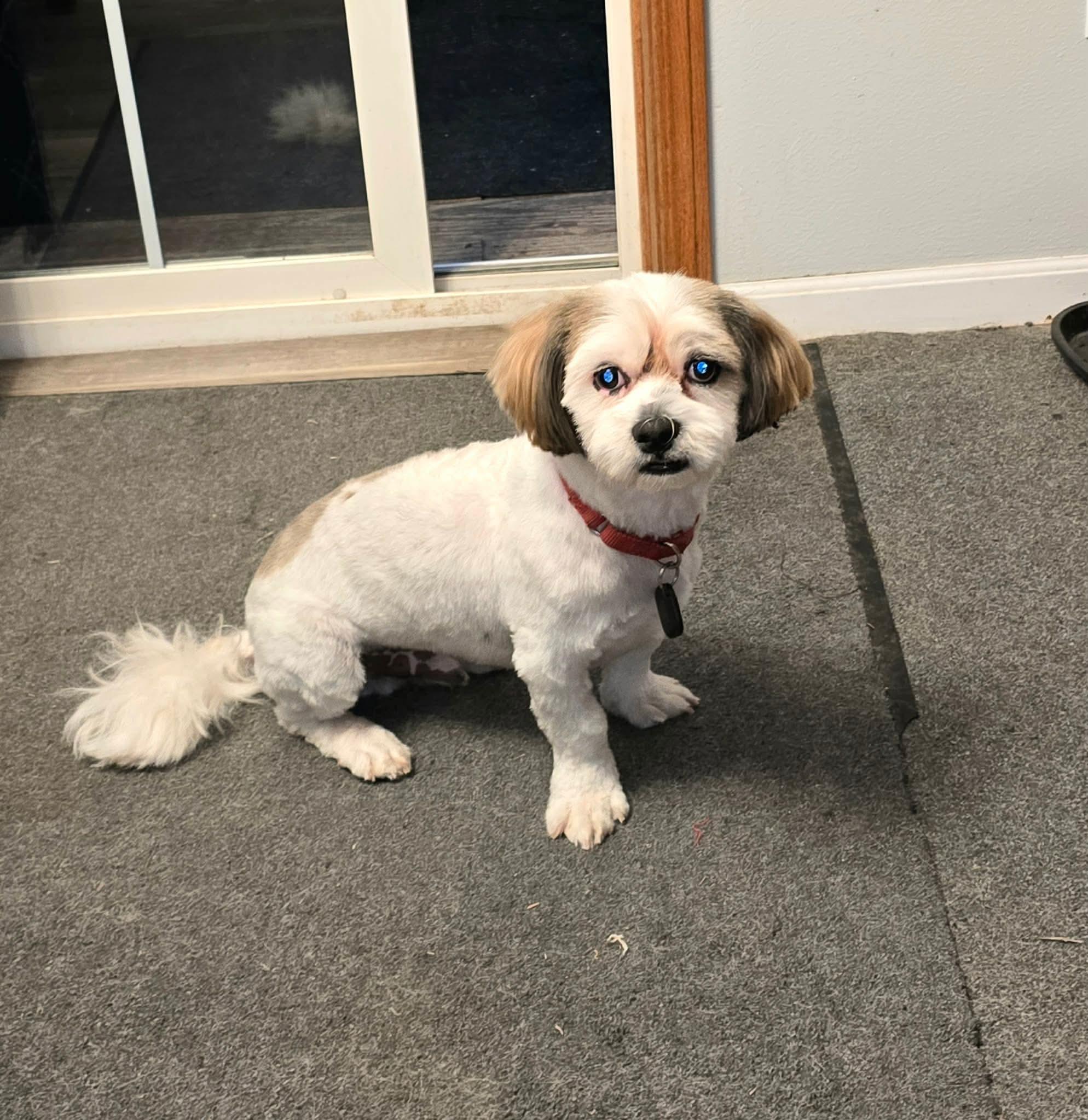 Enlarge Sammy, a Adoptable Lhasa Apso in Toledo, OH image 1/2
