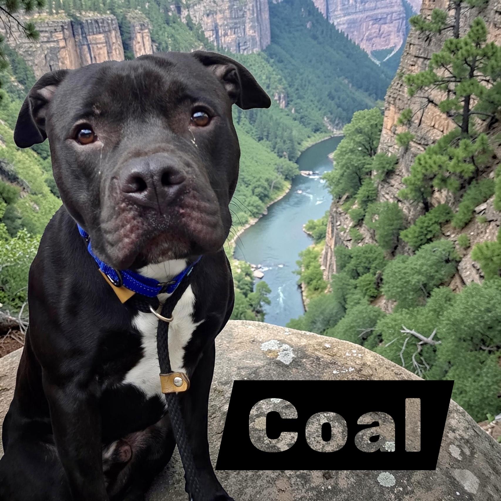 Coal, ADOPTABLE, Young Male Mixed Breed.